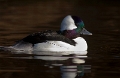 Buffelkopeend (male) 2012 - 01..